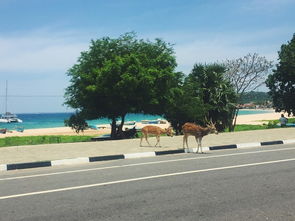 后悔太晚遇見你斯里蘭卡包車自由行十一天 海量圖片流量黨勿入,斯里蘭卡自助游攻略