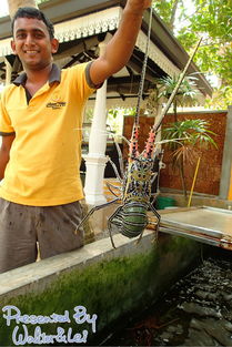 全是干貨 斯里蘭卡包車雙人十天自助游記 英文