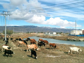 不到新疆你都不知道他的遼闊他的美 9天包車自助游