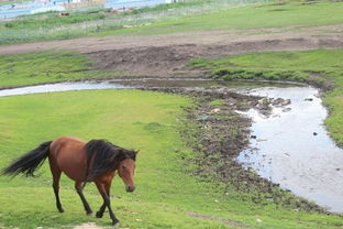帶娃去草原 呼倫貝爾大草原包車自由行,呼倫貝爾旅游攻略,呼倫貝爾自助游攻略