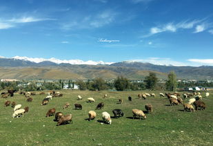 不到新疆你都不知道他的遼闊他的美 9天包車自助游