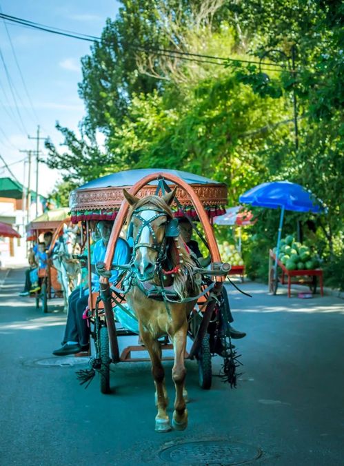 7月是伊犁最美的季節(jié),為什么不要跟團,一定要自由行包車去伊犁呢
