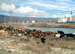 不到新疆你都不知道他的遼闊他的美 9天包車自助游