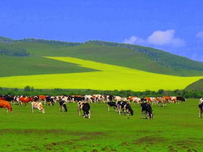 長沙到呼倫貝爾旅游攻略包車 自助游包車